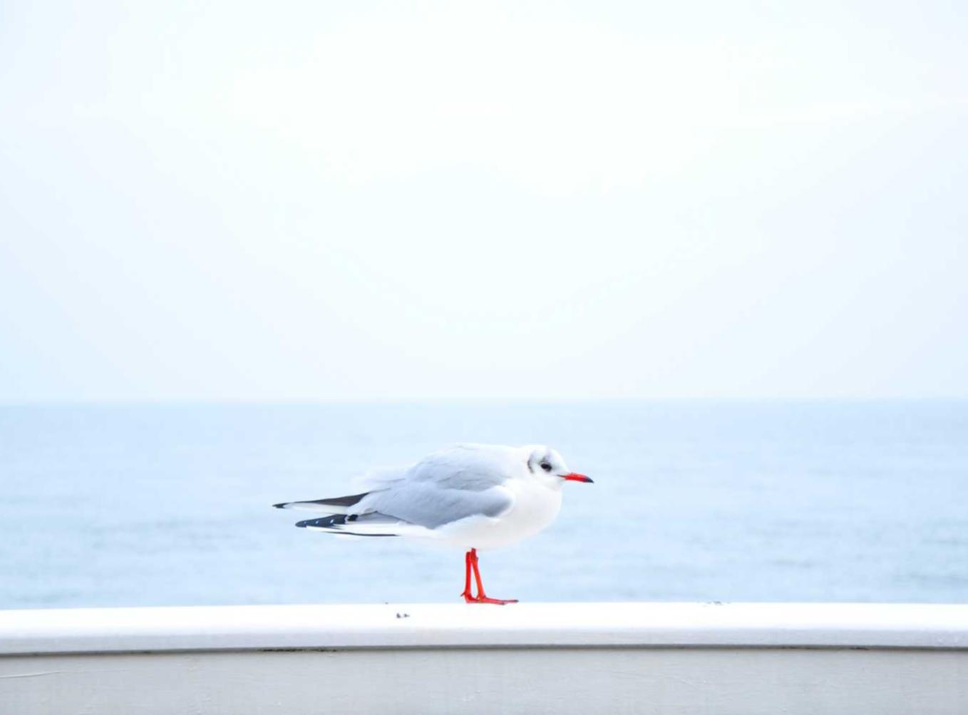 国外ddos攻击页端|香草直播app怎么详情下载教程