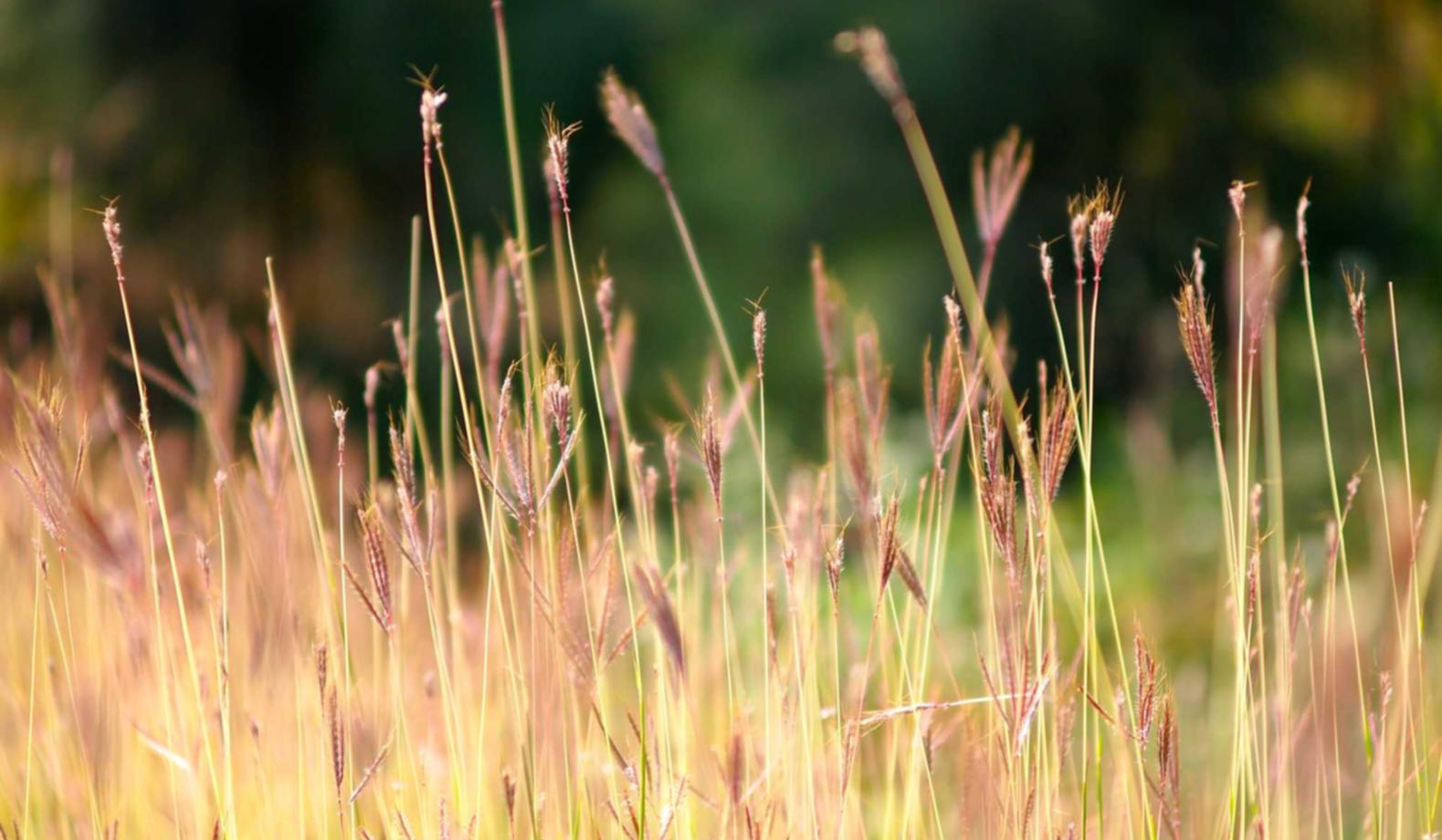 Bohem宝恒树叶爆珠:mg开户平台