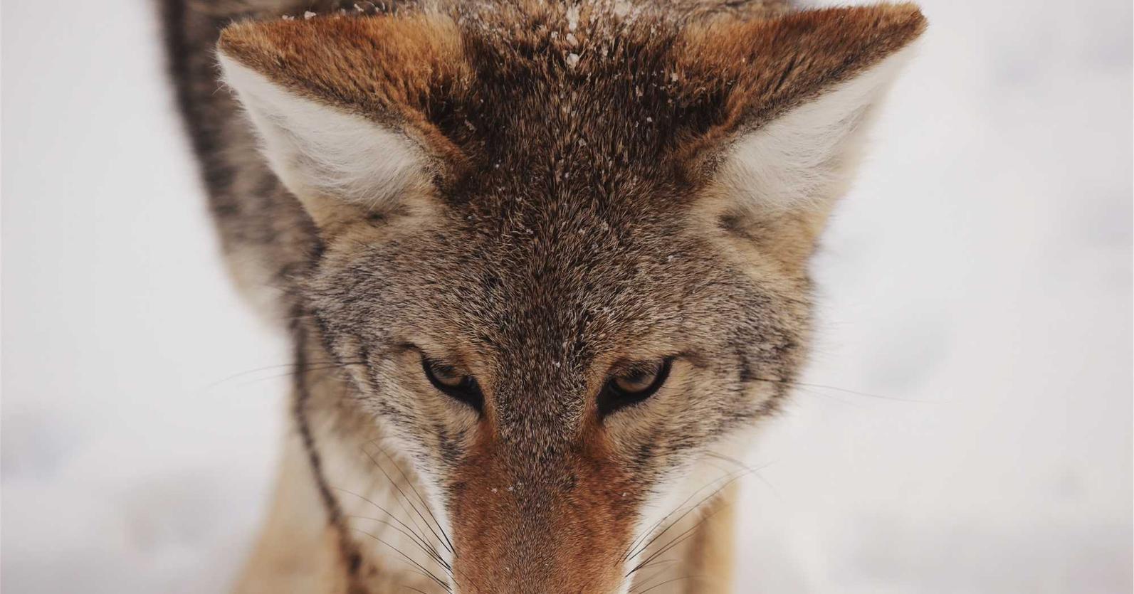 技术支持软件治理跨行业合作模式探讨